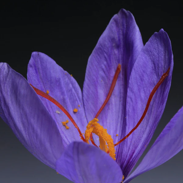 saffron