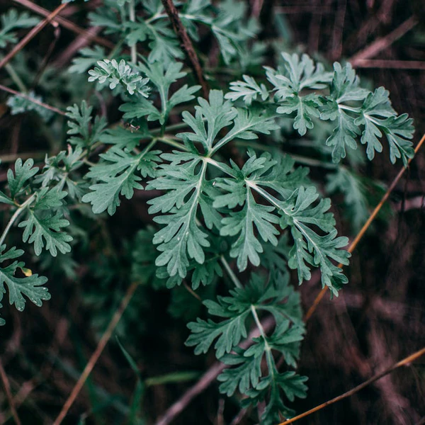 Wormwood