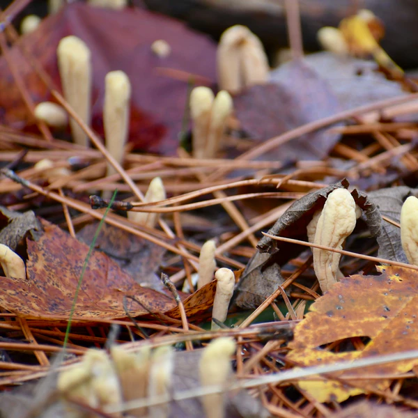 cordyceps