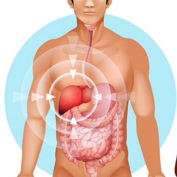 liver