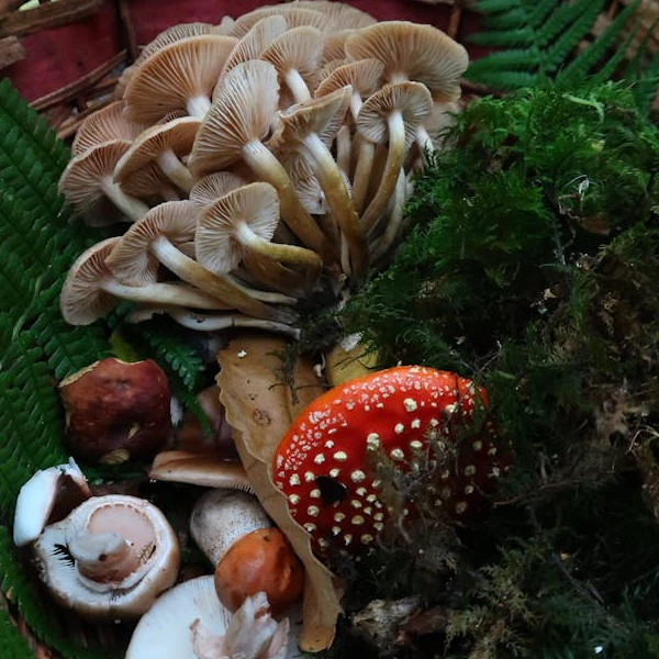 mushrooms