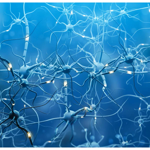 myelin