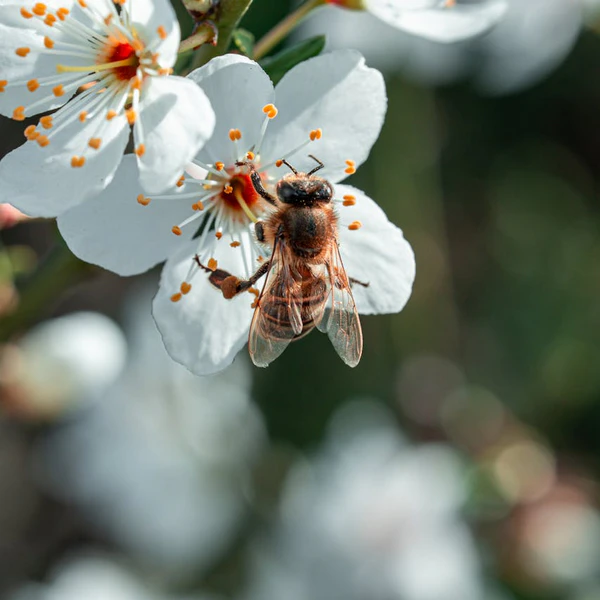 bee propolis