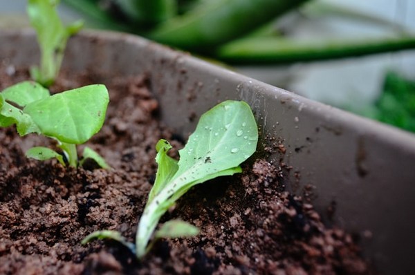 7 Physical Benefits of Gardening: Green Thumb, Healthy Heart