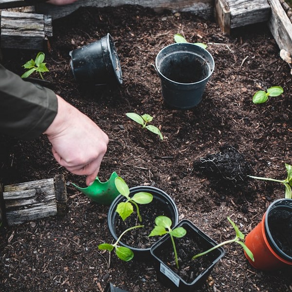 7 Physical Benefits of Gardening: Green Thumb, Healthy Heart