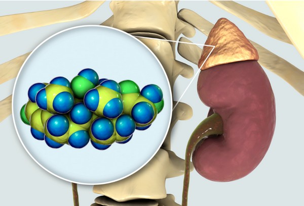 adrenal gland