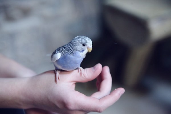 a bird on a person's hand