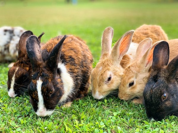 a group of rabbits in the grass