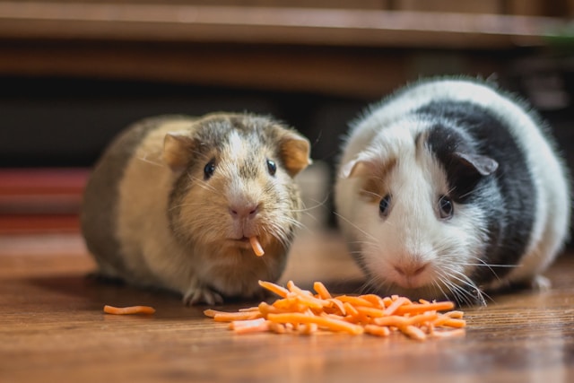 two guinea pigs eating carrots