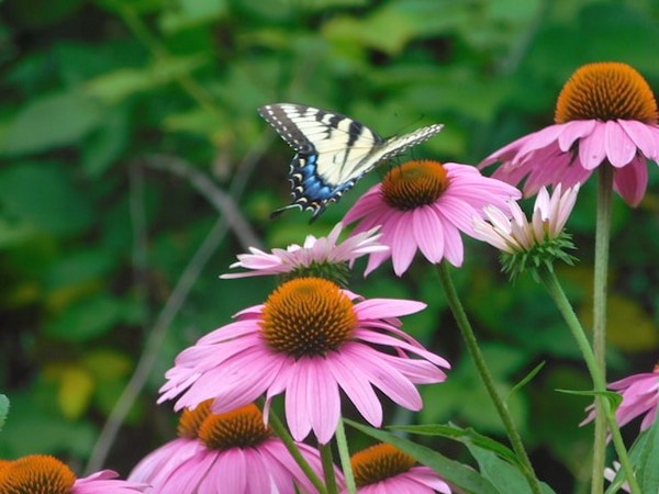 butterfly on echinacea flower