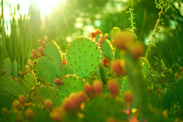 Xeriscaping 101: Easy Steps for Beginners