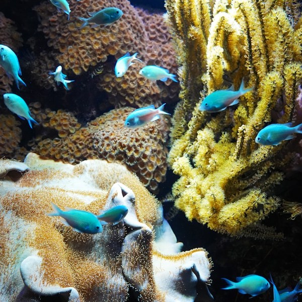 a group of blue fish swimming in a coral reef