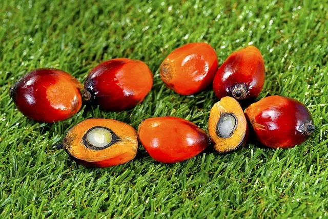 red palm fruits