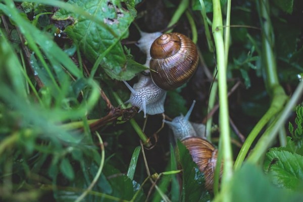 9 Natural Ways to Repel Snails & Slugs in Your Garden