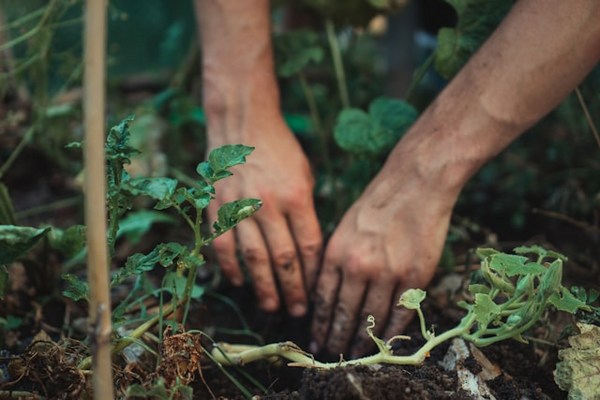 7 Physical Benefits of Gardening: Green Thumb, Healthy Heart