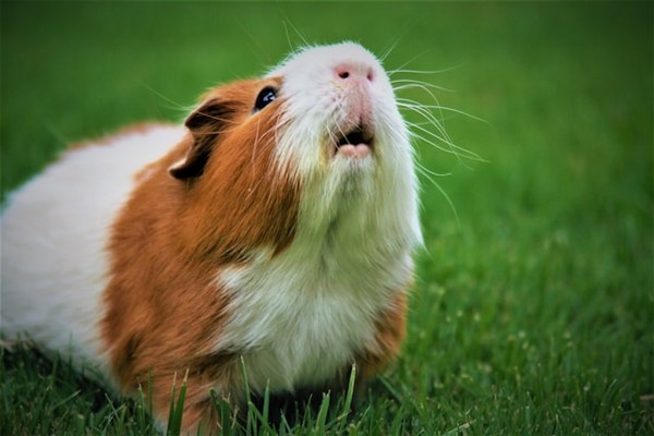 a guinea pig in the grass