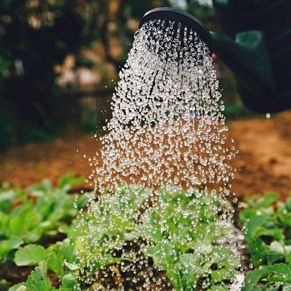 watering plants