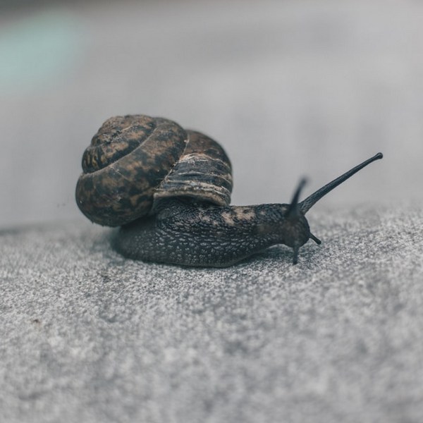 9 Natural Ways to Repel Snails & Slugs in Your Garden