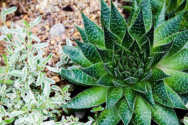 Xeriscaping 101: Easy Steps for Beginners