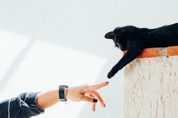 a cat lying on a ledge