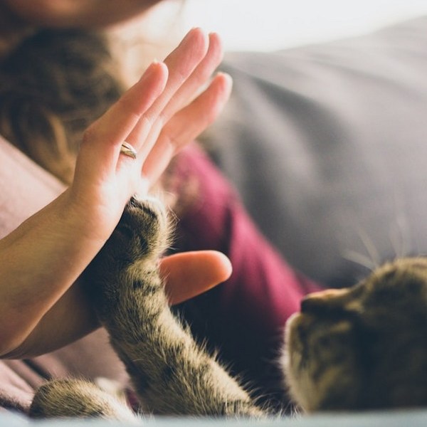 a cat with a ring on its finger