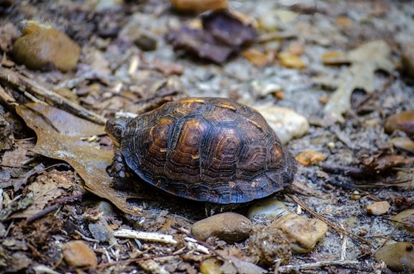 a turtle on the ground