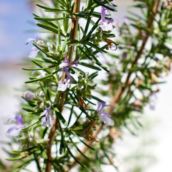 Medicinal Plants: Your Healing Home Garden