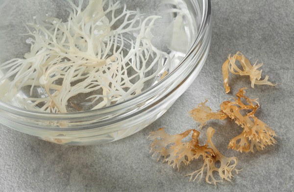 Benefits of Sea Moss Explained