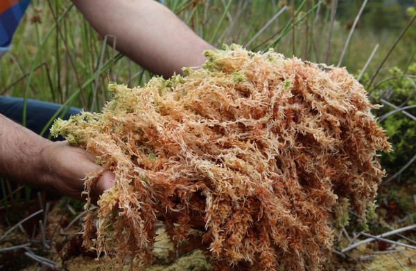 Benefits of Sea Moss Explained