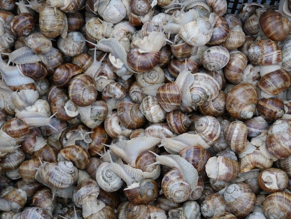 9 Natural Ways to Repel Snails & Slugs in Your Garden