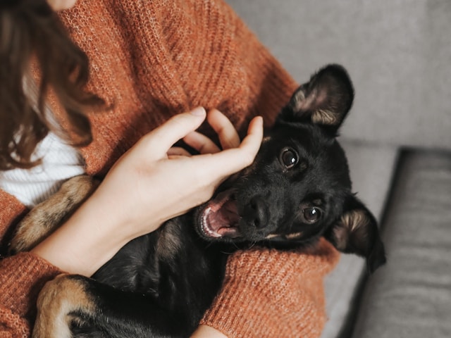 a person holding a dog