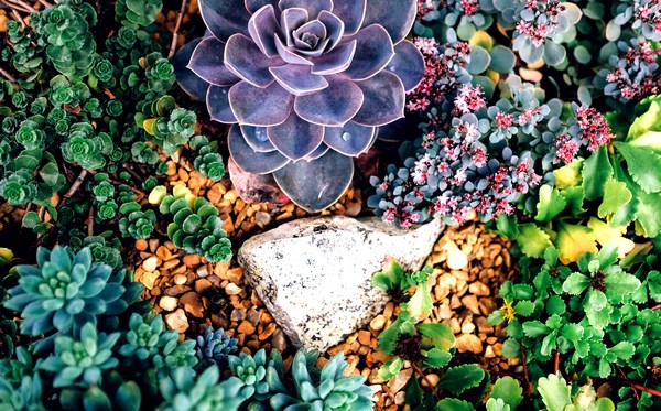 Xeriscaping 101: Easy Steps for Beginners